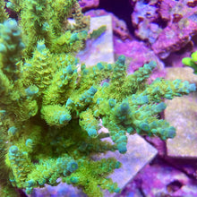 Load image into Gallery viewer, SWA Green Lightning