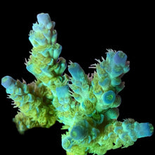 Load image into Gallery viewer, SWA Green Lightning