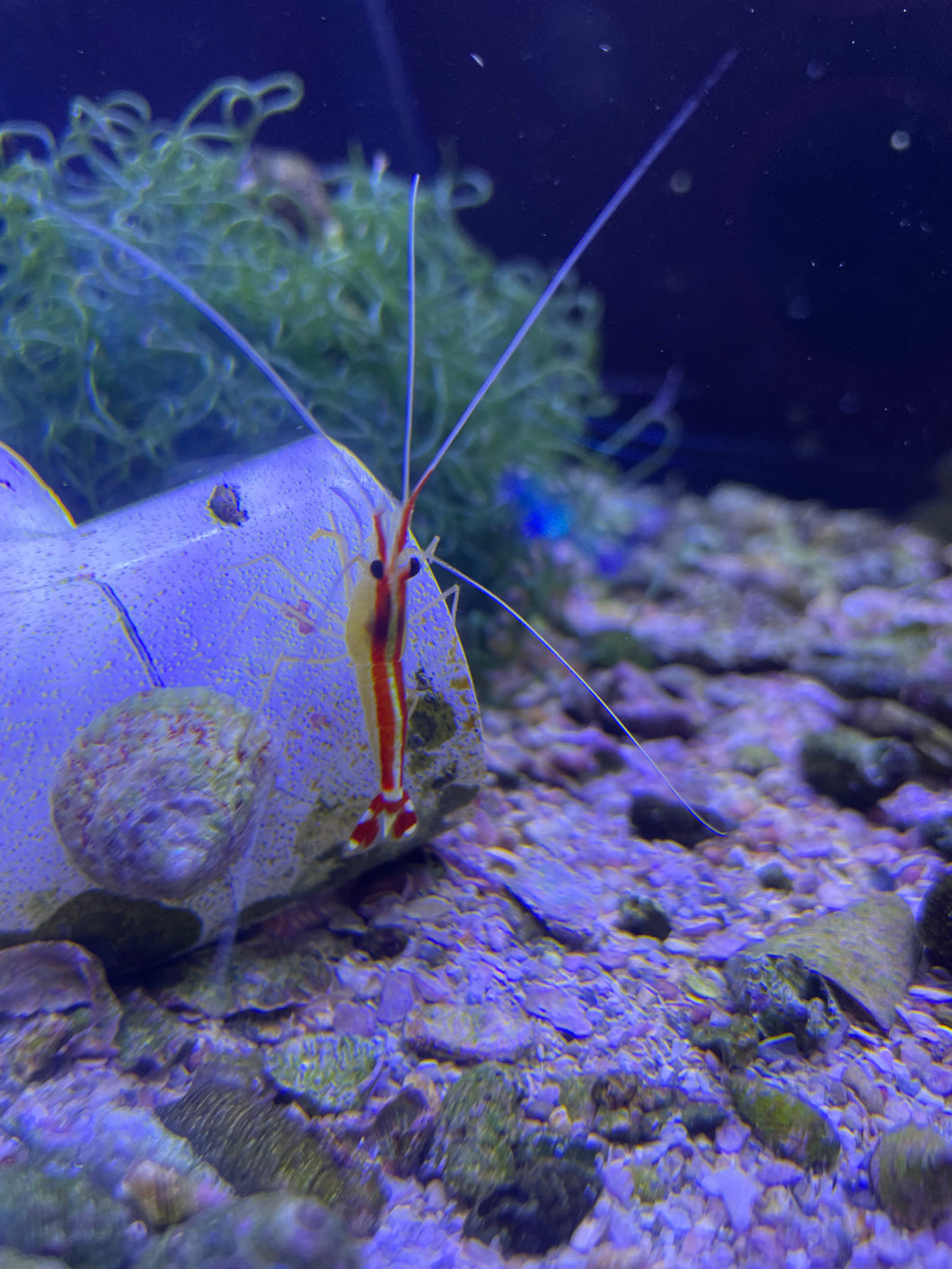 Skunk Cleaner Shrimp