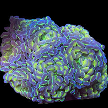 Load image into Gallery viewer, Rainbow Hologram Hammer
