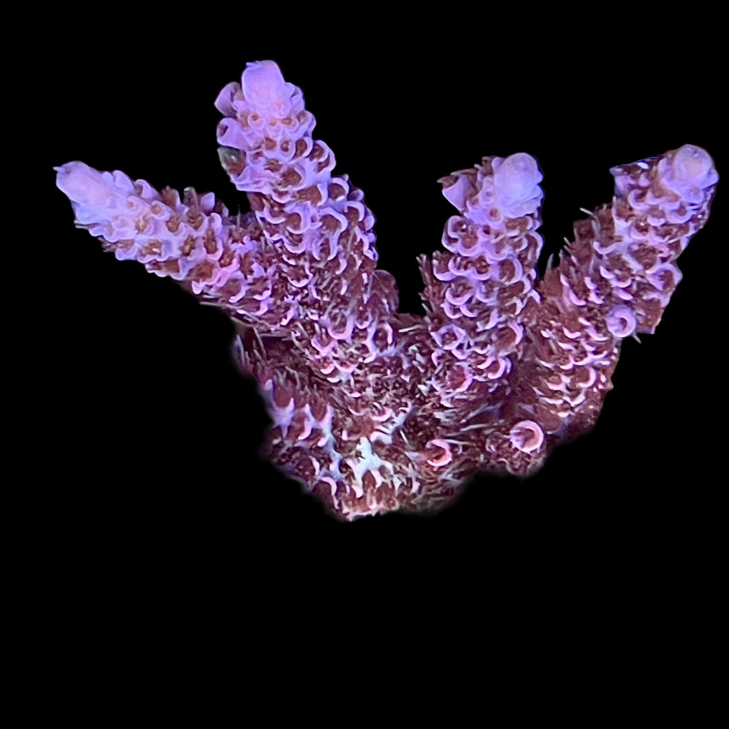 WWC Mirage Millie
