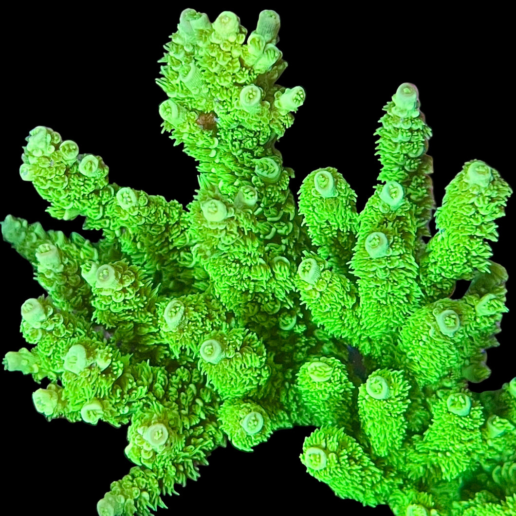 TG Highlighter