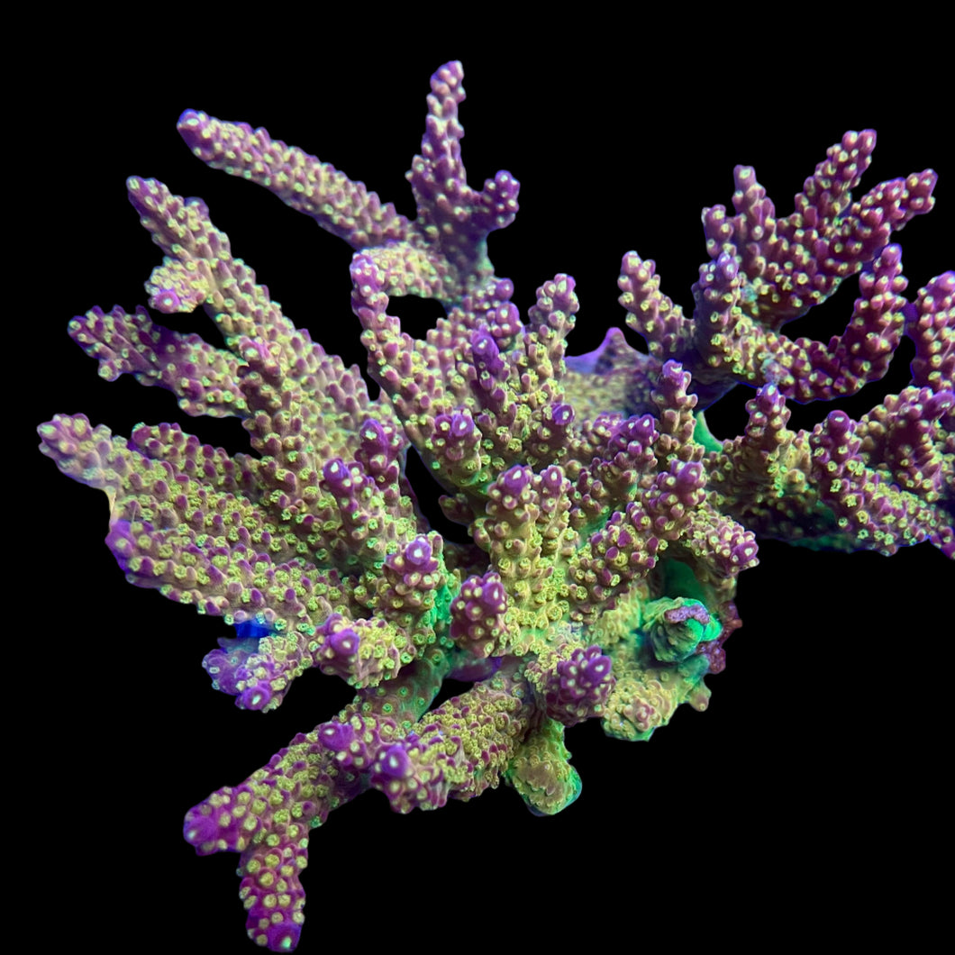 Paletta Pink Tip