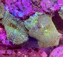 Load image into Gallery viewer, Yellow-Spotted Discosoma Mushroom

