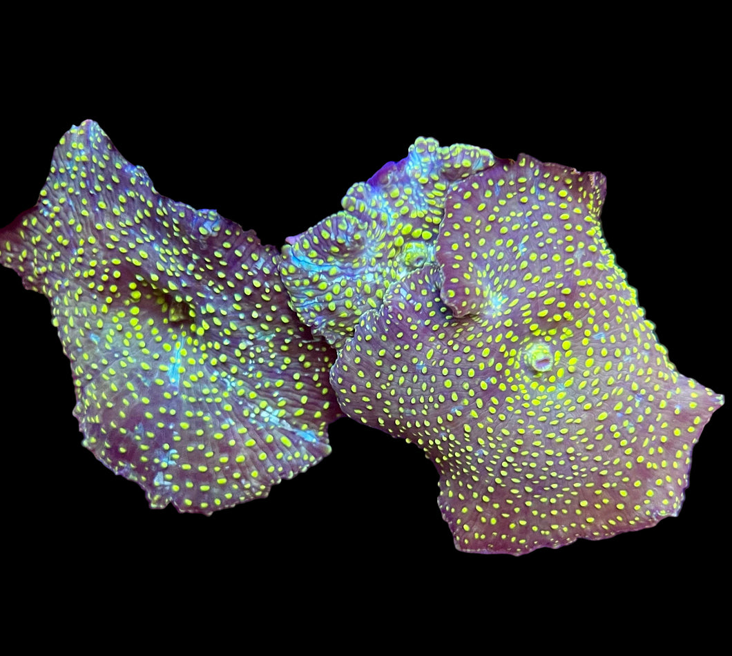 Yellow-Spotted Discosoma Mushroom