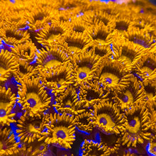 Load image into Gallery viewer, Orange Oxides
