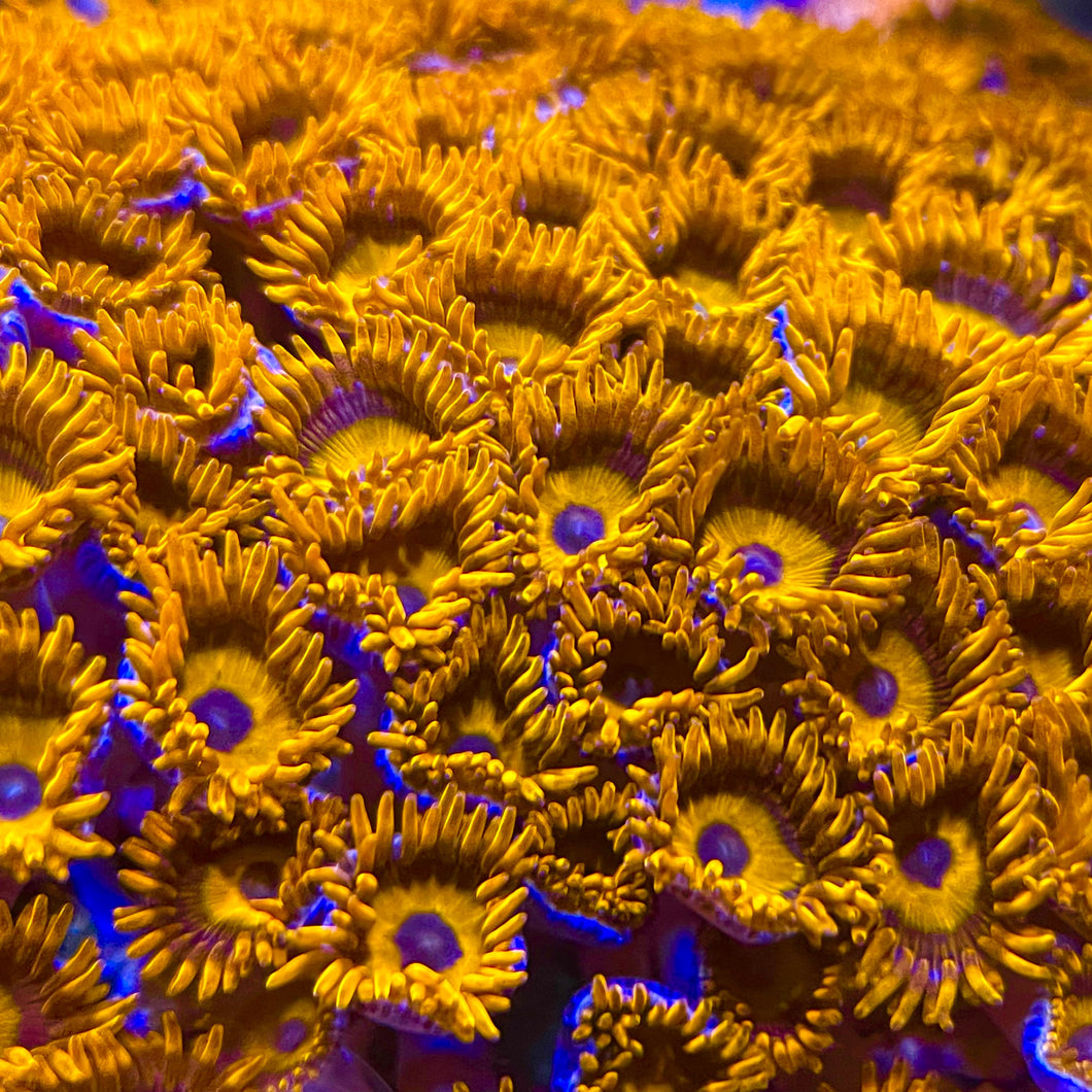 Orange Oxides