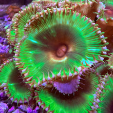 Load image into Gallery viewer, Emerald Grandis
