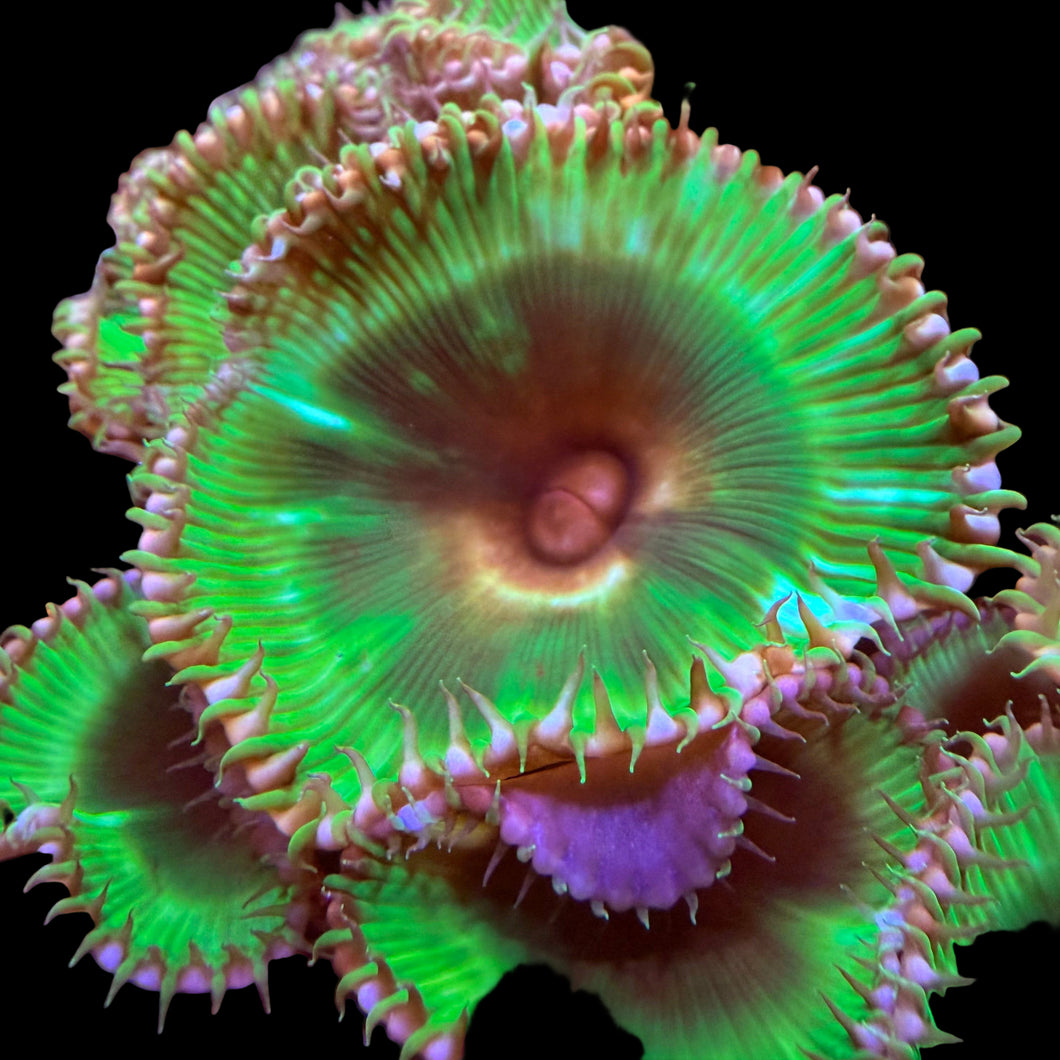 Emerald Grandis