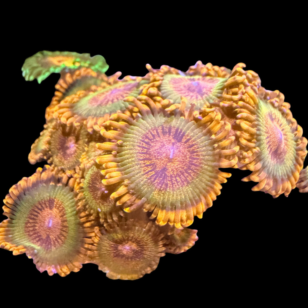 Krakens