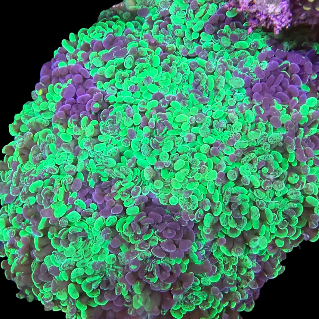 WWC Radioactive Splatter Hammer