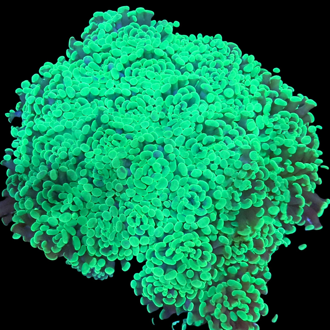 Green Hammer