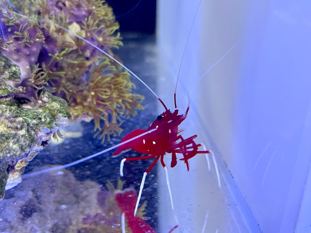 Fire Shrimp